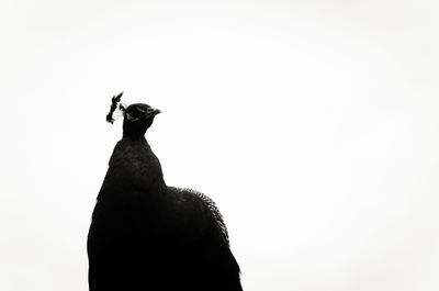 Close-up of silhouette bird against clear sky