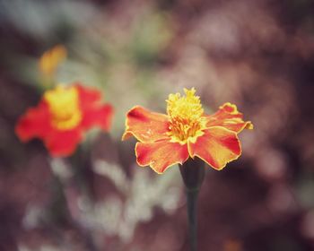 Close-up of orange flowering plant