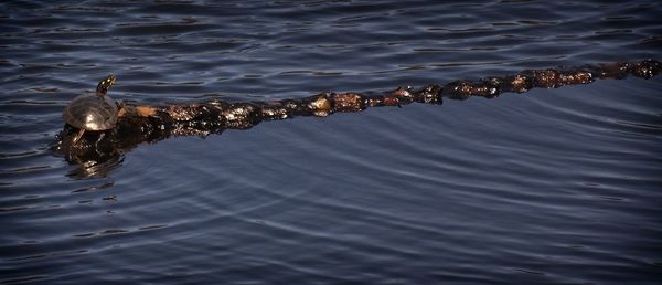 Birds swimming in sea