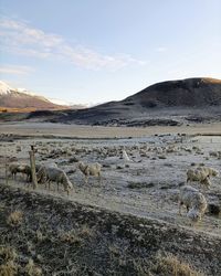 The sheepdog on patagonia