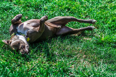 Dog relaxing on field