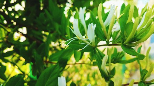 Close-up of flowering plant