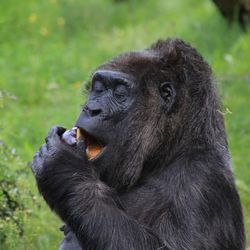 Close-up of monkey eating