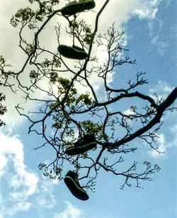 Low angle view of tree against sky