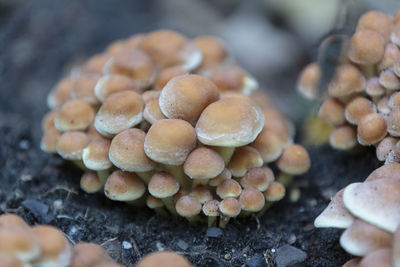 Mushrooms on tree