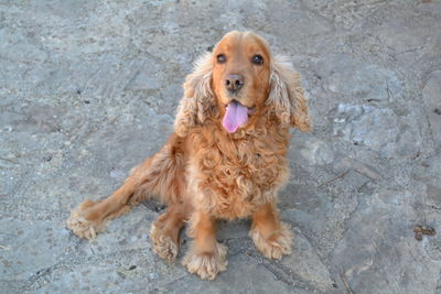 Portrait of a dog