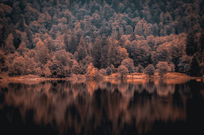 Scenic view of lake by trees in forest