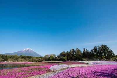 Scenic view of landscape against clear sky