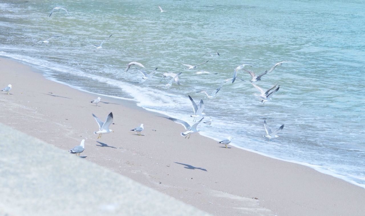 bird, beach, sea, sand, animals in the wild, animal themes, wildlife, water, seagull, shore, flying, flock of birds, nature, beauty in nature, wave, day, outdoors, tranquility, surf