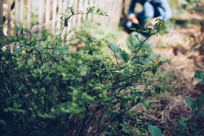 Close-up of plants growing on field