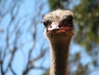 Close-up portrait of a bird