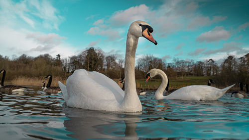 Swans swimming in lake against sky