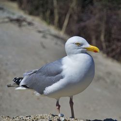 Close-up of seagull perching on land