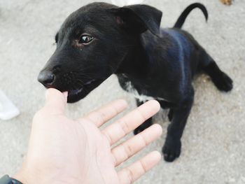 Midsection of person with dog