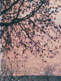 Full frame shot of tree