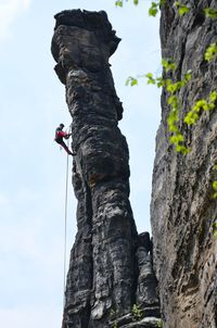 Low angle view of tree trunk