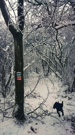 Dog on snow covered tree