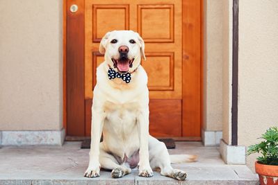 Portrait of dog sitting at doorway