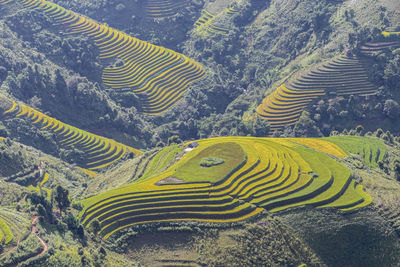 High angle view of plants