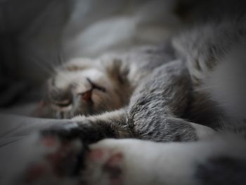 Close-up of cat sleeping on bed