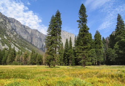 Trees on field against sky