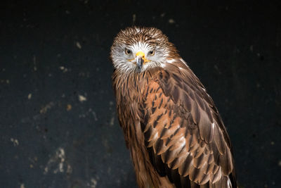 Close-up portrait of owl