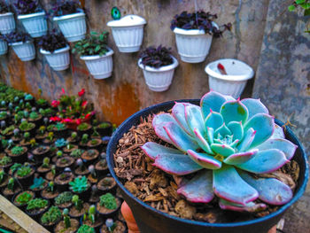 High angle view of potted plants