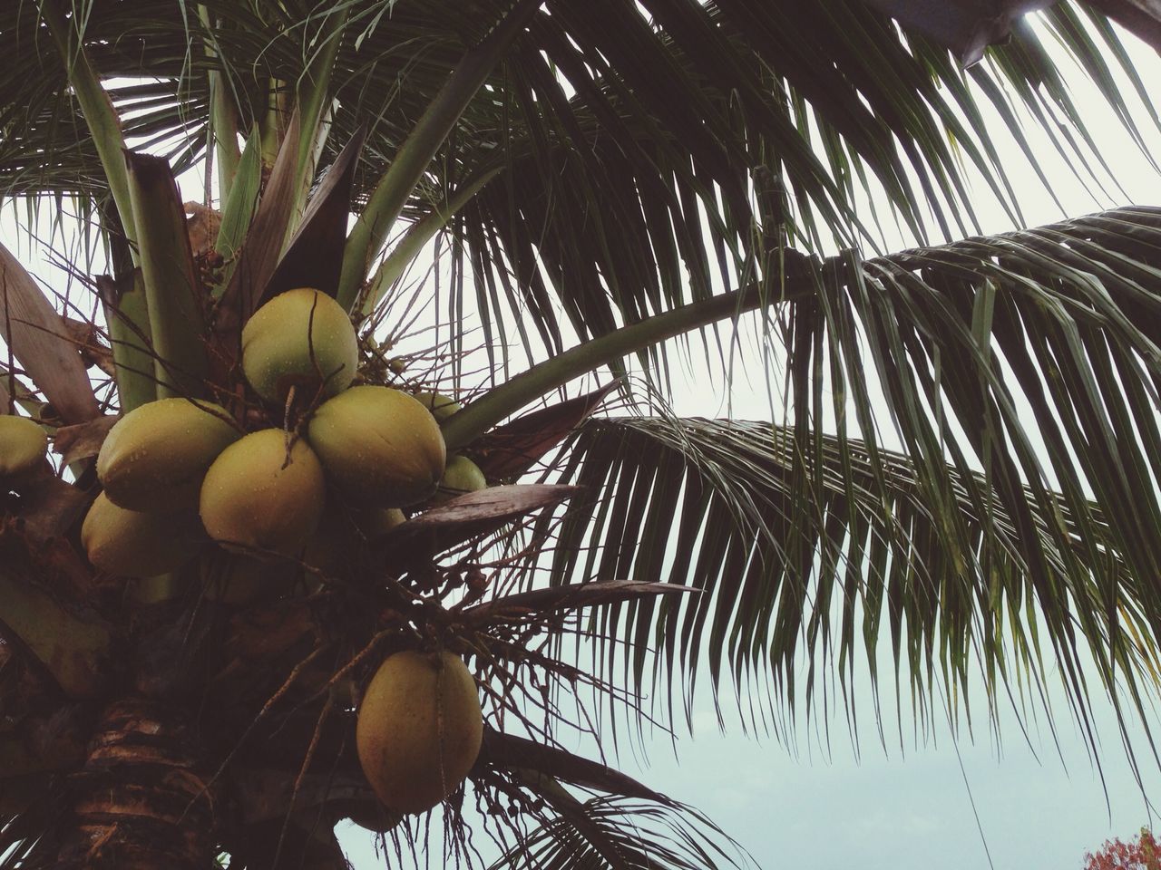 tree, palm tree, fruit, low angle view, branch, growth, food and drink, leaf, food, palm leaf, nature, healthy eating, day, no people, sunlight, outdoors, hanging, sky, tree trunk, close-up