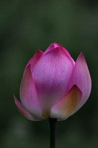 Close-up of pink lotus water lily