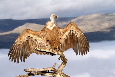 Bird flying over a mountain against sky