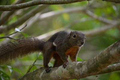 Plantain squirrel