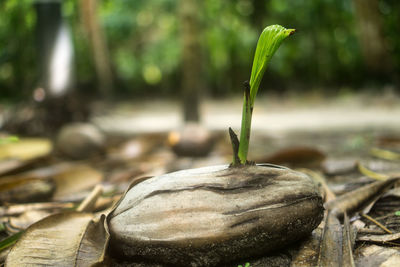 Close-up of fresh green plant