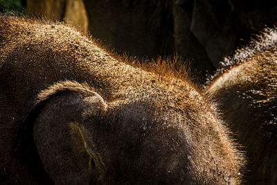 Close-up of an animal