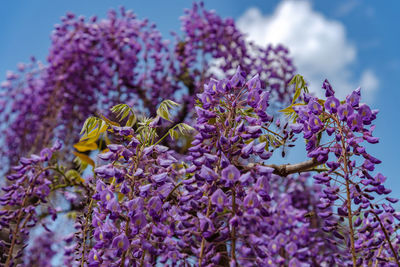 Close-up beautiful full bloom of purple pink wisteria blossom trees flowers in springtime sunny day