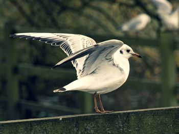 Close-up of seagull perching on railing