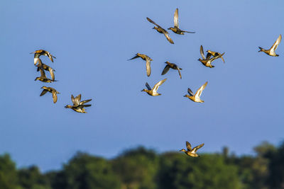 Low angle view of birds flying