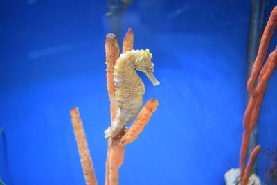 Close-up of fish swimming in sea