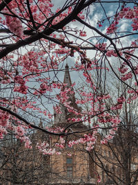 Low angle view of cherry blossom tree