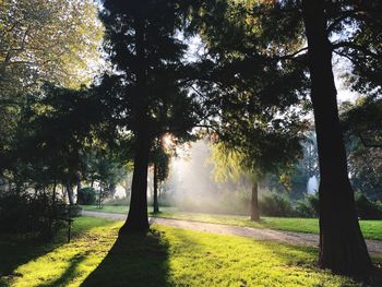 Trees in park