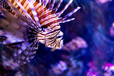 Close-up of fish swimming in aquarium