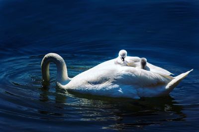 Swan swimming in lake