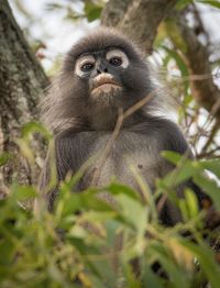 Portrait of monkey