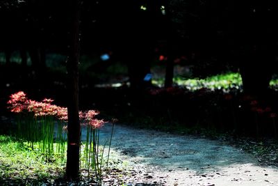 Flower trees in forest at night