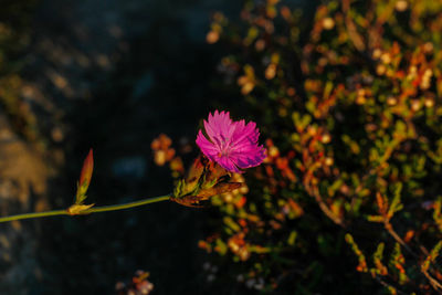 Close-up of pink flowering plant