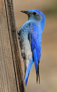 Close-up of bird perching on wood