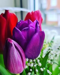 Close-up of pink tulip flowers