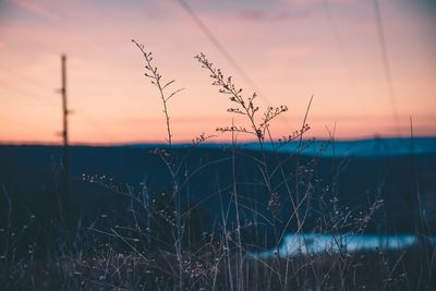 Close-up of grass against sky at dusk