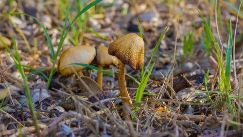 Close-up of fresh field