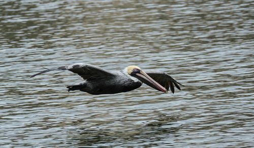 Duck swimming in lake