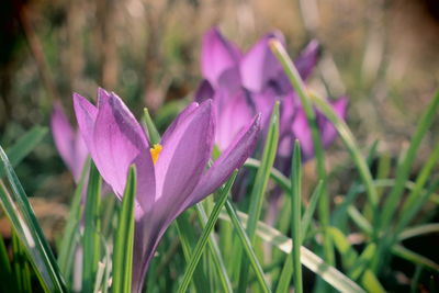 Close-up of purple crocus flowers on field
